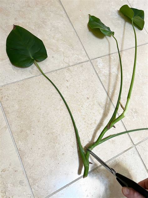 Propagating Monstera Deliciosa Swiss Cheese Plant Cuttings And Methods