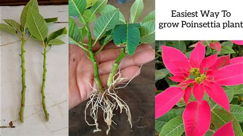 How to Grow and Care for Poinsettias Gardener’s Path