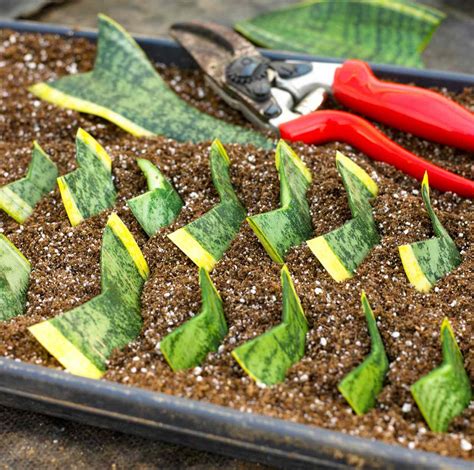 propagate snake plant leaf cutting