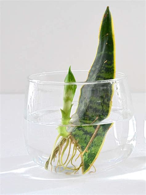 propagate snake plants in water