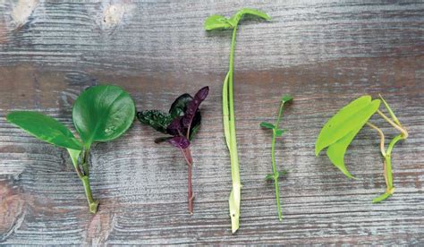 Propagating Cuttings Made Easy