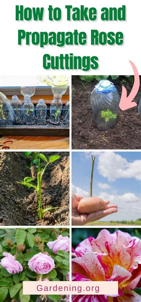 Mastering Propagating Roses Quickly