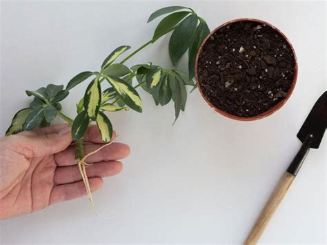 propagating schefflera plant