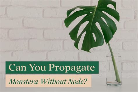 Propagating Monstera Without a Node Can it be done? Eco Family Life