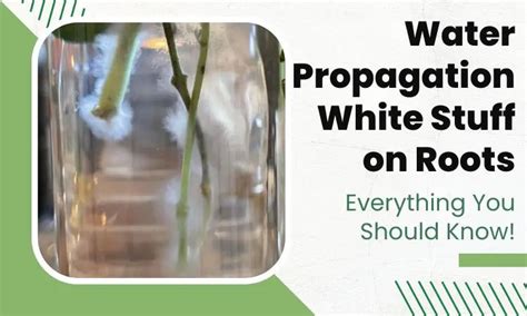 propagation that stuff advertisement should be disabled .