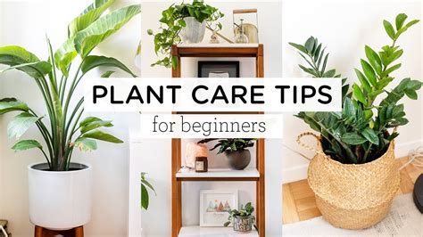 proper care for indoor plants