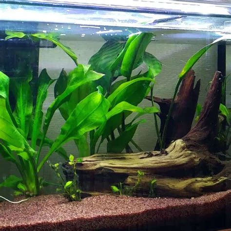 Pencahayaan yang Tepat untuk Amazon Sword