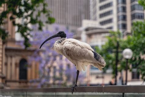Proper Name For Bin Chicken