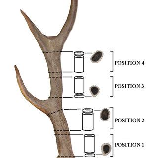 Properties Of Antler Bone
