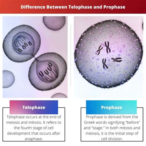 Prophase and Telophase Difference