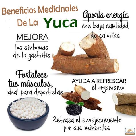 propiedades de la yuca