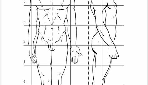 12+ Drawing Body Proportions Tutorials | Drawing body proportions, Body