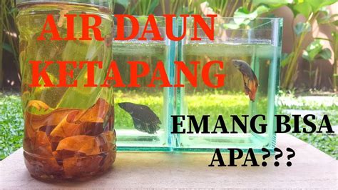 Daun Ketapang per lembar untuk ikan cupang Shopee Indonesia