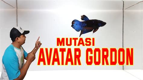 45+ Harga Ikan Cupang Avatar Gordon Gif