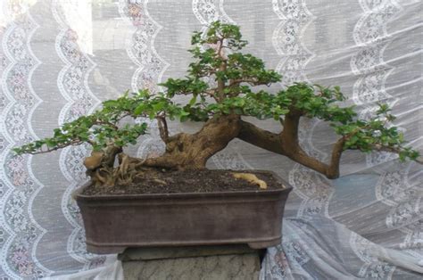 proses pembuatan bonsai wahong berpesona alami