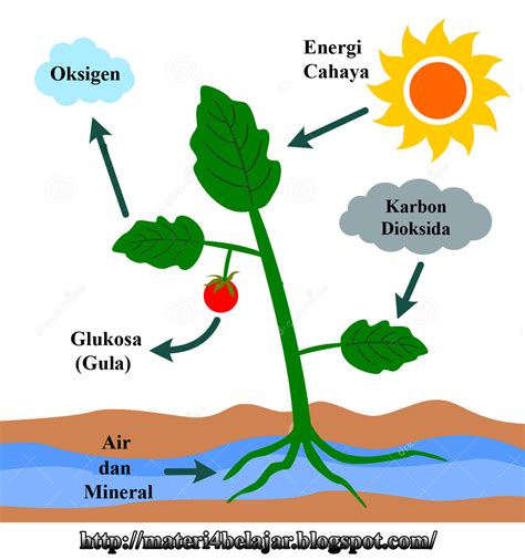 Proses Fotosintesis pada Tumbuhan