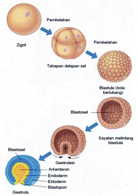 Proses yang Terjadi pada Fase Gastrulasi