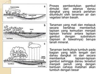 Berbagi Ilmu Pertanian Dan Arsitektur Pengertian Rawa Lebak