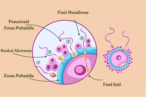 Spermatophyte: Jenis dan Kemampuannya dalam Menghasilkan