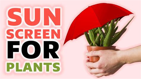 Can Plants Get Sunburned? Closed Captions by CCTubes