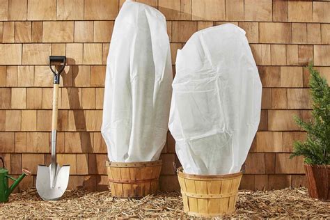 Protect Plants Frost Winter