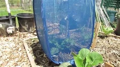 Protecting Kale From Cabbage Moth