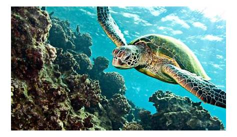 Les tortues marines, des animaux menacés | WWF France