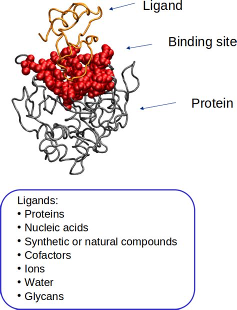 Protein A Binding Sites