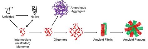 Protein Aggregation Detection Methods