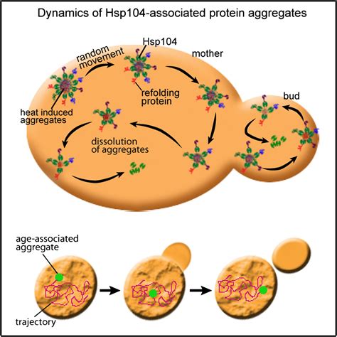 Protein Aggregation In Yeast