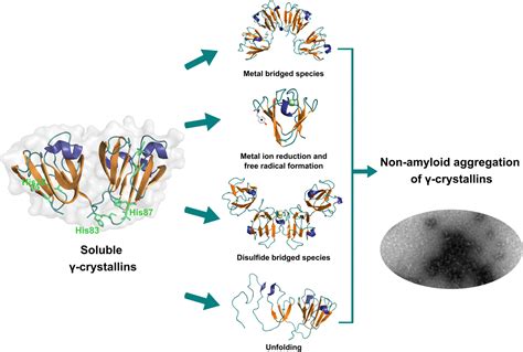 Protein Aggregation Leuven
