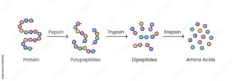 Protein Aggregation Trypsin