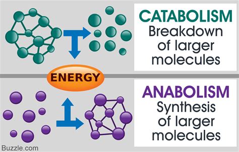 protein catabolism and anabolism
