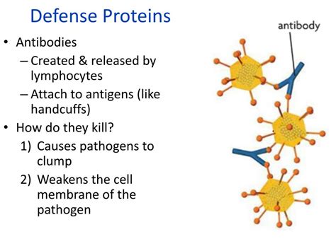 Protein Defense Examples