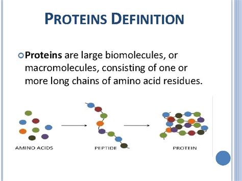 Protein Definition Class 6