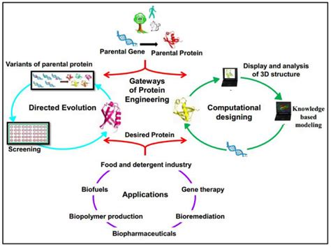 Protein Design Genetic Engineering