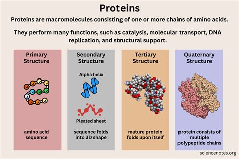 Protein Element Examples