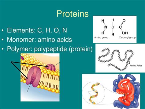 Protein Elements And Monomer