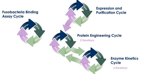 Protein Engineering Cycle