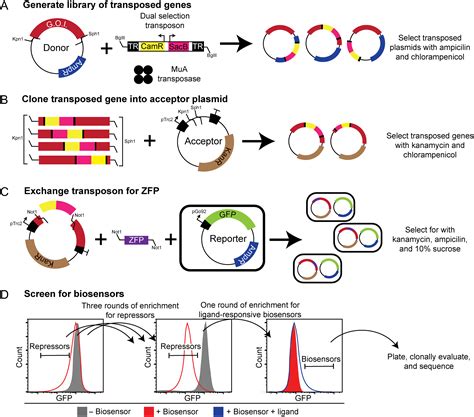 Protein Engineering Design And Selection Scimago