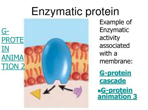 Protein Enzymatic Activity