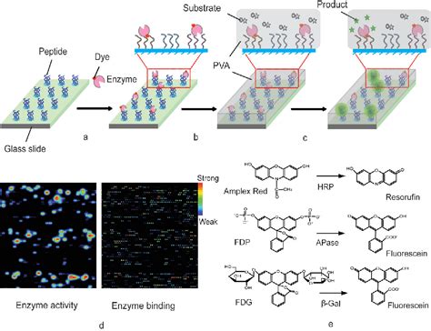 Protein Enzyme Modulators