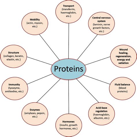 Protein Essential Function