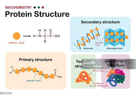 Protein Examples In Biochemistry