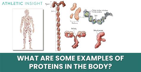 Protein Examples In The Body