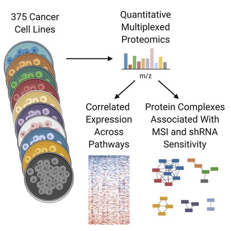 Protein Expression In Cell Lines Database