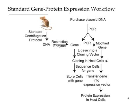 Protein Expression Workflow