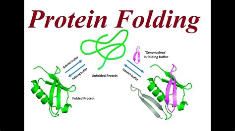 Protein Folding Distributed Computing Project