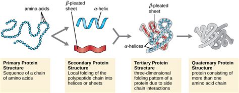 Protein Folding Microbe Notes
