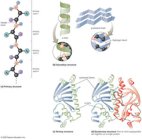 Protein Function Complex